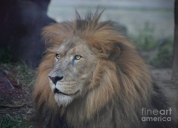 Lion Poster featuring the photograph African Lion by Savannah Gibbs
