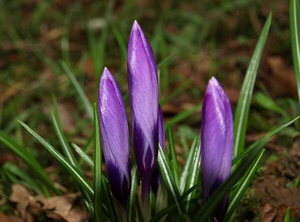 Crocus Poster featuring the photograph Against All Odds by Richard Brookes