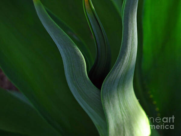 Wall Art Poster featuring the photograph Agave Abstract by Kelly Holm