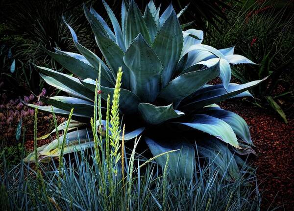  Maguey Plant Poster featuring the photograph Agave Americana by Diana Mary Sharpton
