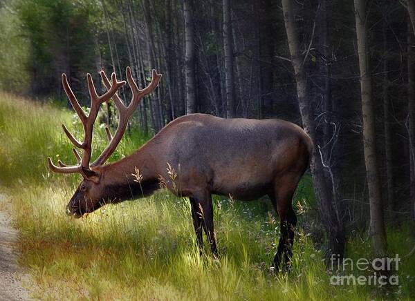 Animals Poster featuring the photograph Alberta Elk by Elaine Manley