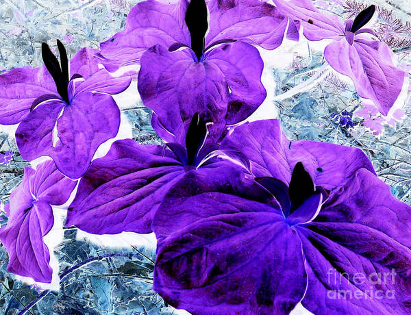 Purple Poster featuring the photograph Alice in Trillium Land by JoAnn SkyWatcher