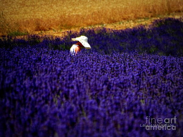 Lavender Poster featuring the photograph Alone Not Lonely by Lainie Wrightson