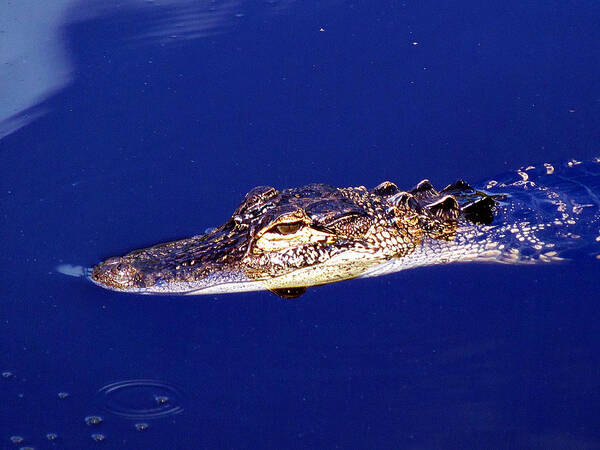 Animals Poster featuring the photograph American Alligator 015 by Christopher Mercer