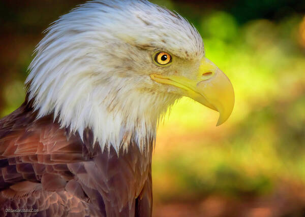 Eagle Poster featuring the photograph American Bald Eagle Colors by LeeAnn McLaneGoetz McLaneGoetzStudioLLCcom