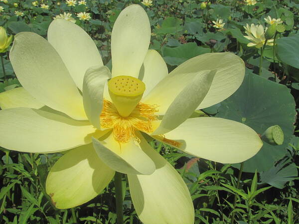 Yellow Poster featuring the photograph American Lotus by David Bader