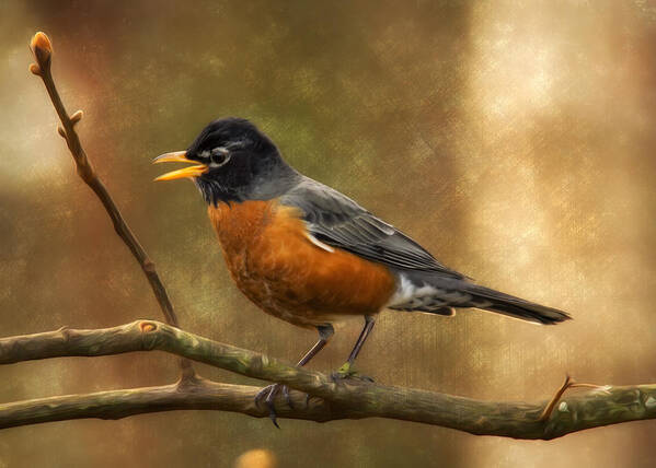 Robin Poster featuring the photograph American Robin Song by Bill and Linda Tiepelman