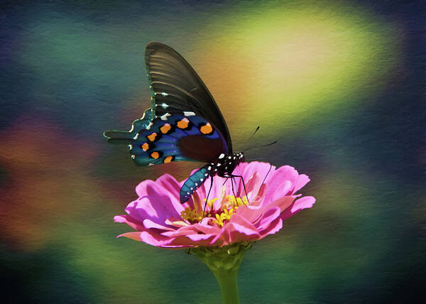 American Swallowtail Poster featuring the photograph American Swallowtail by Steven Michael