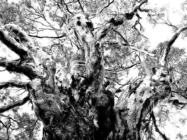 Australian Outback Poster featuring the photograph Ancient Gum by Mark Egerton