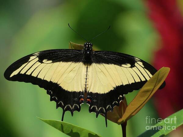 Butterfly Poster featuring the pyrography Androgeus Swallowtail,  by Mafalda Cento