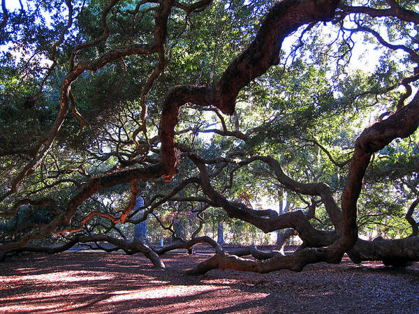 Photography Poster featuring the photograph Angel Oak side view by Susanne Van Hulst