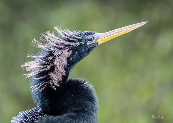 Anhinga Poster featuring the photograph Anhinga - Like My Doo by Tim Kathka