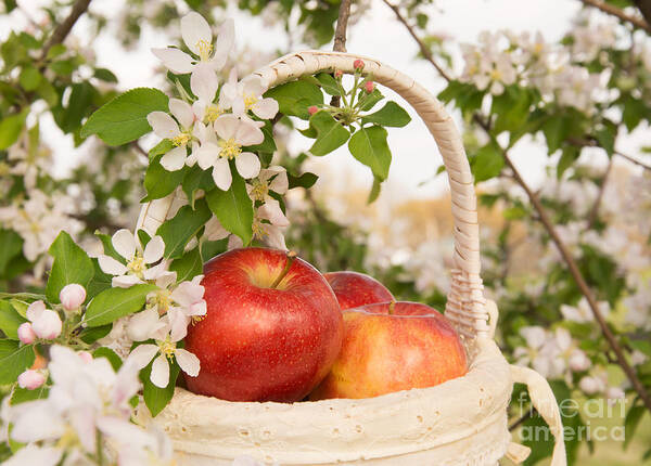 Apple Poster featuring the photograph Apples and Blossoms by Sari ONeal