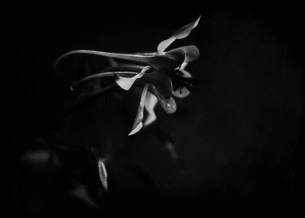 White Poster featuring the photograph Aquilegia Black and White by Rebecca Sherman