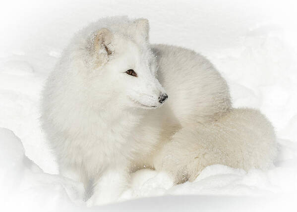 Arctic Fox Poster featuring the photograph Arctic Fox Snow Bunny by Athena Mckinzie