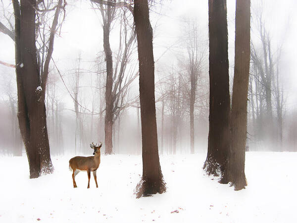 Winter Poster featuring the photograph As Winter Calls by Jessica Jenney