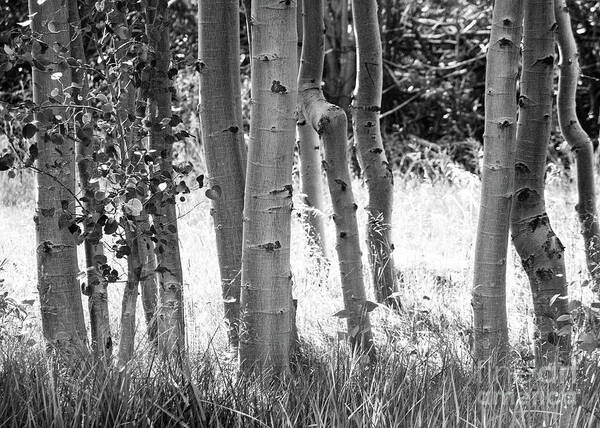 Aspes Poster featuring the photograph Aspen Trunks by Anthony Michael Bonafede