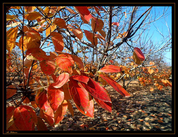 Autumn Poster featuring the photograph Autumn colors 06 by Arik Baltinester