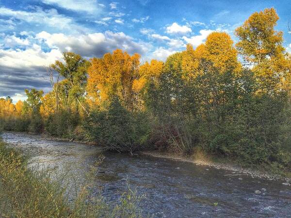 Autumn Colors On The Chama River Poster featuring the photograph Autumn Colors on the Chama River by Debra Martz