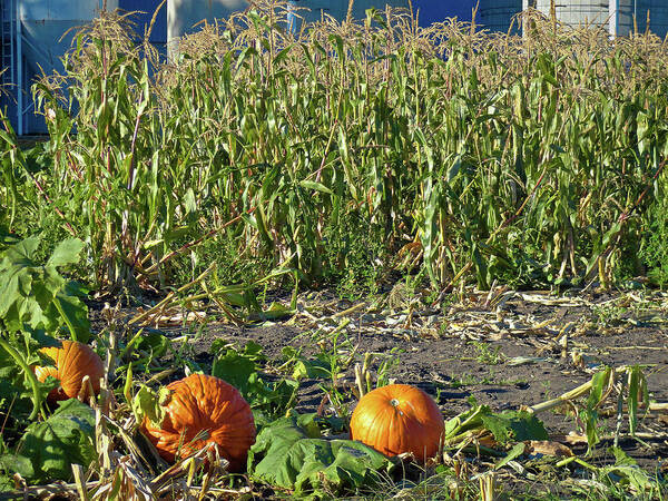 Autumn Poster featuring the photograph Autumn Harvest by Robert Meyers-Lussier