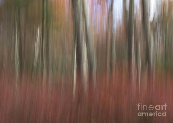 Abstract Poster featuring the photograph Autumn in the Woods by Lili Feinstein