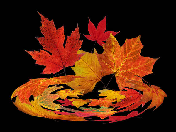 Autumn Leaves Poster featuring the photograph Autumn Winds - Colorful Leaves on Black by Gill Billington