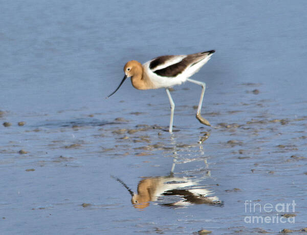  Bird Poster featuring the photograph Avocet and reflection by Jeff Swan