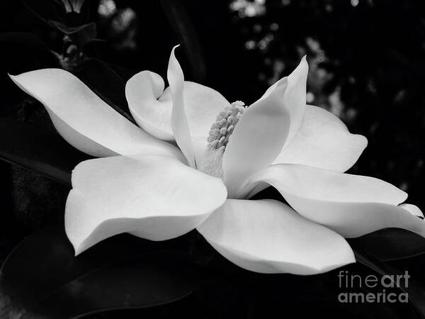 Magnolia Poster featuring the photograph B W Magnolia Blossom by D Hackett