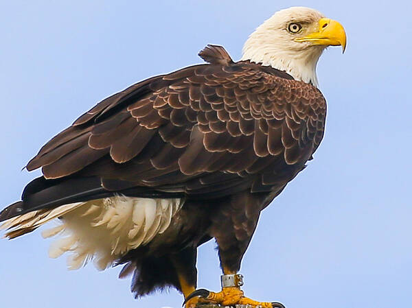 Eagle Poster featuring the photograph Bald Eagle by Dart Humeston