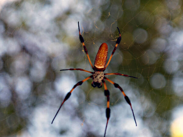 Arachnid Poster featuring the photograph Banana Spider 2 by Bob Johnson