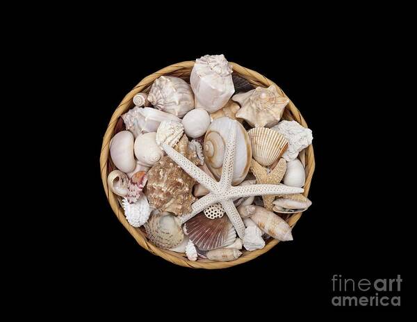 Seashells Poster featuring the photograph Basket Of Shells by Diane Macdonald