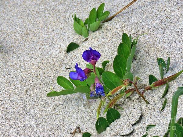Beach Pea Vine Poster featuring the photograph Beach Pea Vine by Michele Penner