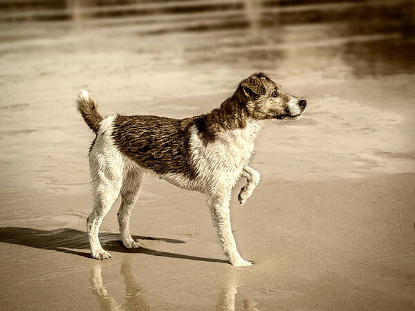 Dog Poster featuring the photograph Beach Ready by Nick Bywater