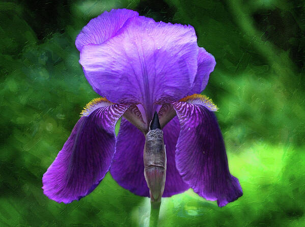 Flowers Poster featuring the photograph Beautiful Iris with Texture by Trina Ansel