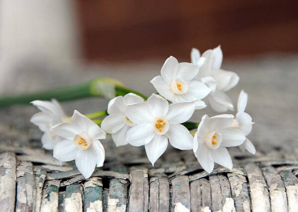 Paperwhite Poster featuring the photograph Beautiful Spring Paperwhites by Carla Parris
