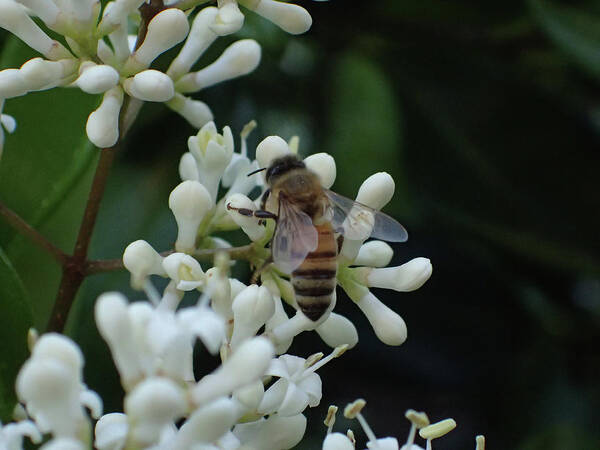 Kevin Felts Poster featuring the photograph Bee Back by Kevin Felts