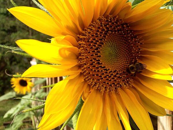 Sunflower Poster featuring the photograph Bee Free by Annie Walczyk