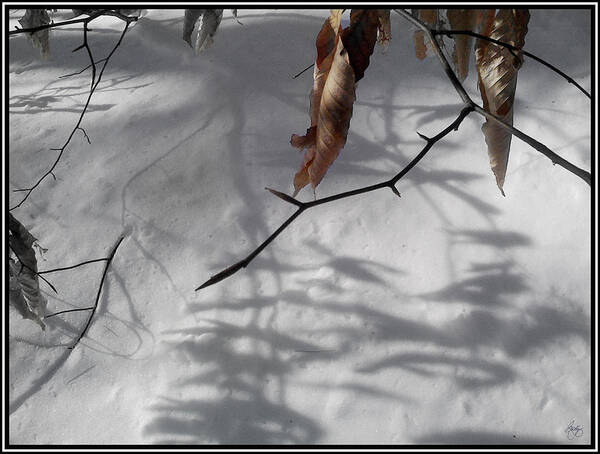 Beech Poster featuring the photograph Beech Leaves in Winter by Wayne King