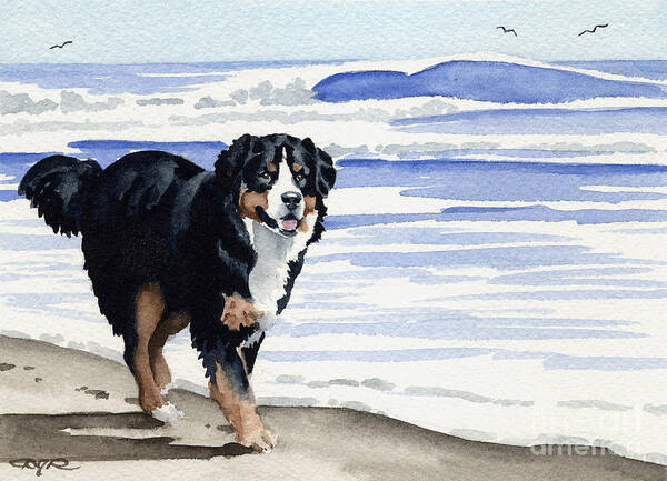 Bernese Mountain Dog Poster featuring the painting Bernese Mountain Dog At The Beach by David Rogers