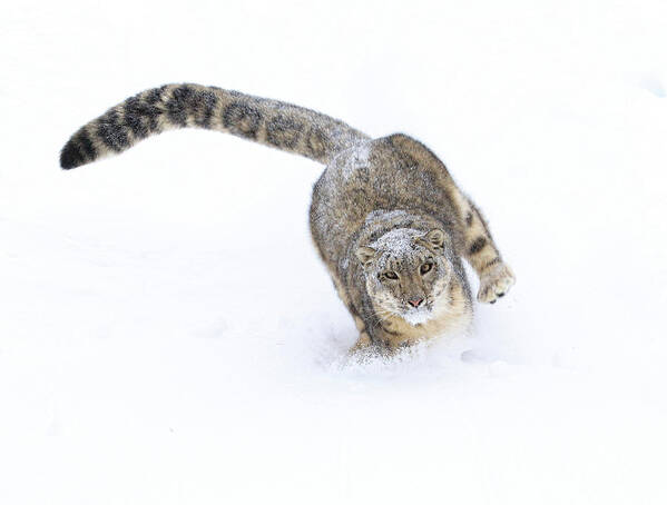 Snow Leopard Poster featuring the photograph Better Run by Steve McKinzie