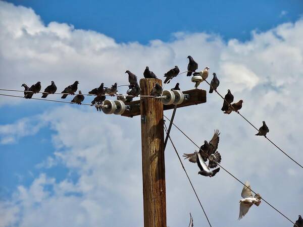 Arizona Poster featuring the photograph Birds on a Wire by Judy Kennedy