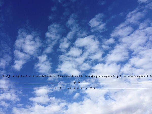 Birds Poster featuring the photograph Birds On Wire by Al Hurley