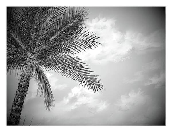 Cloud Poster featuring the digital art Black and white palm by Darren Cannell