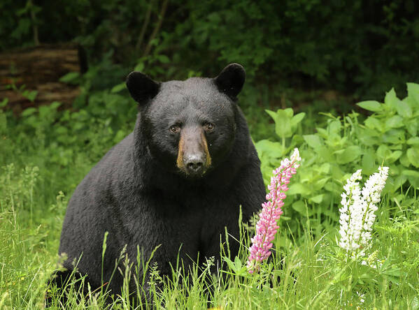 Bear Poster featuring the photograph Black Bear and Lupines by Duane Cross