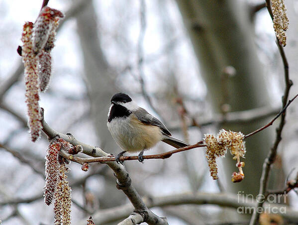 Black Poster featuring the photograph Black-capped Chickadee 20120321_39a by Tina Hopkins