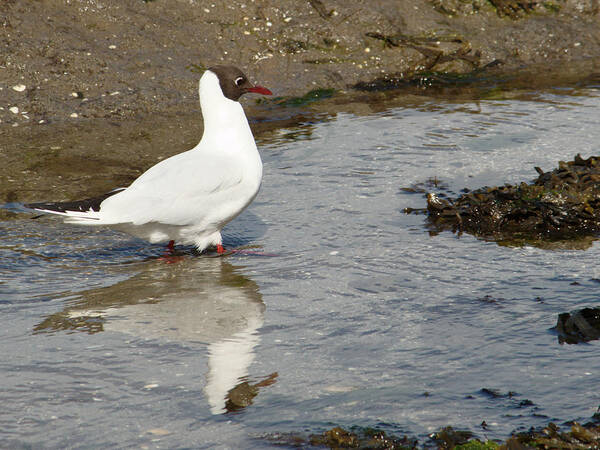 Bird Poster featuring the photograph Black Headed Gull and Reflection by Adrian Wale