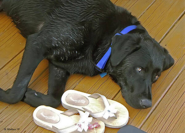 2d Poster featuring the photograph Black Lab Resting by Brian Wallace