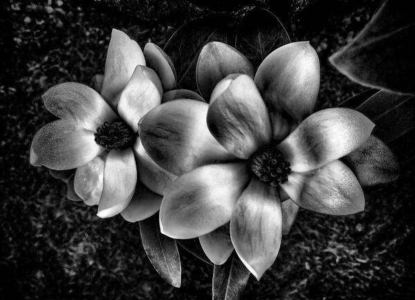 Black Magnolias Poster featuring the photograph Black Magnolias by Phyllis Taylor