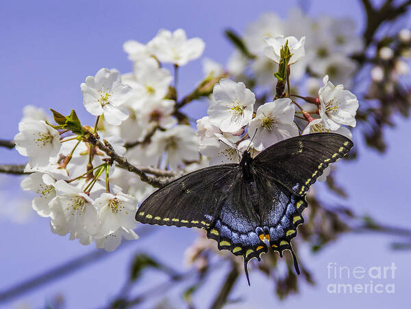 Butterfly Poster featuring the photograph Black Swallowtail Butterfly by Allen Nice-Webb