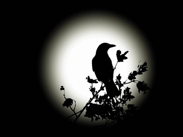 Blackbird Poster featuring the photograph Blackbird in Silhouette by David Dehner
